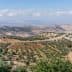 A panoramic view of an olive grove with rolling hills and distant mountains under a cloudy sky. - Olive Oil Times