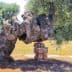An ancient olive tree with a twisted trunk supported by stone blocks in a field. - Olive Oil Times