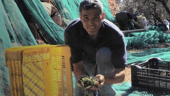 Man crouching and holding freshly harvested olives in a field with olive trees. - Olive Oil Times