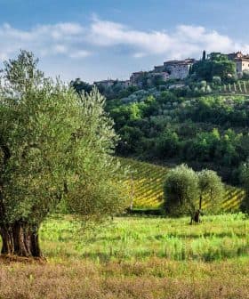 Olive trees in a Tuscan landscape with rolling hills and a village in the background. - Olive Oil Times