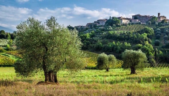 Olive trees in a Tuscan landscape with rolling hills and a village in the background. - Olive Oil Times