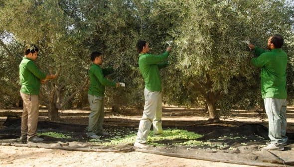 Four workers harvesting olives from trees in an orchard, wearing green shirts and gloves. - Olive Oil Times
