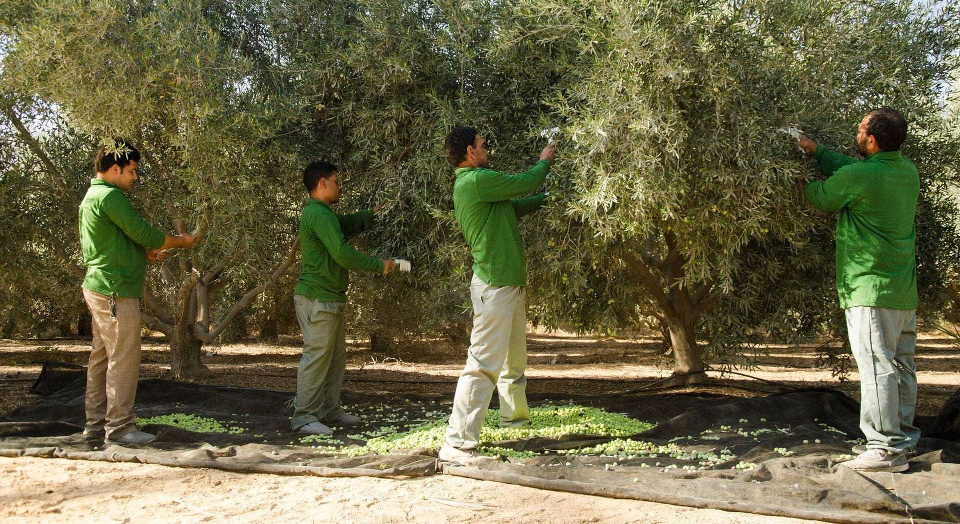 Four workers harvesting olives from trees in an orchard, wearing green shirts and gloves. - Olive Oil Times