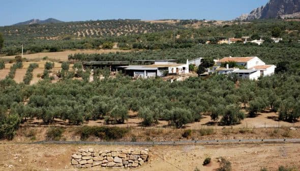 View of an olive farm in Andalusia with olive trees and farm buildings visible. - Olive Oil Times