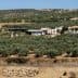 View of an olive farm in Andalusia with olive trees and farm buildings visible. - Olive Oil Times