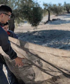Two individuals in protective gear gathering olives using a large net in an olive grove. - Olive Oil Times