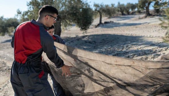 Two individuals in protective gear gathering olives using a large net in an olive grove. - Olive Oil Times