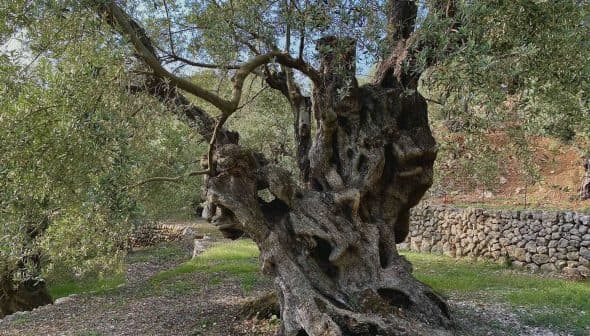 An ancient olive tree with a gnarled trunk and twisted branches in Mallorca. - Olive Oil Times