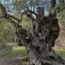 An ancient olive tree with a gnarled trunk and twisted branches in Mallorca. - Olive Oil Times