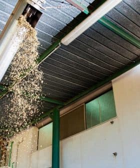 Olive pomace being processed in a facility with machinery and overhead structures. - Olive Oil Times