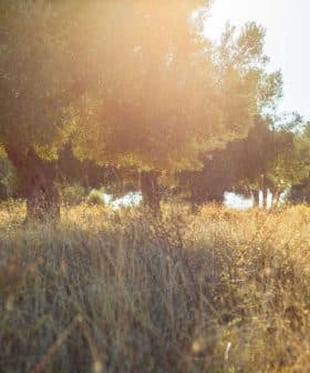Olive trees in a sunlit grove with tall grass in the foreground. - Olive Oil Times