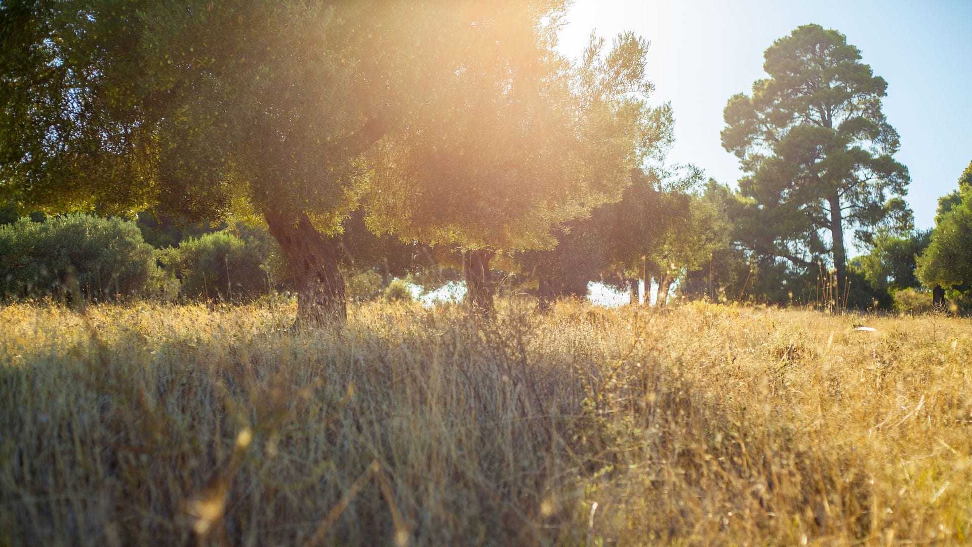 Olive trees in a sunlit grove with tall grass in the foreground. - Olive Oil Times