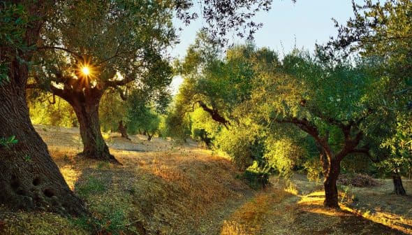 Olive trees in a grove with sunlight filtering through the leaves in a natural setting. - Olive Oil Times