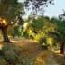 Olive trees in a grove with sunlight filtering through the leaves in a natural setting. - Olive Oil Times