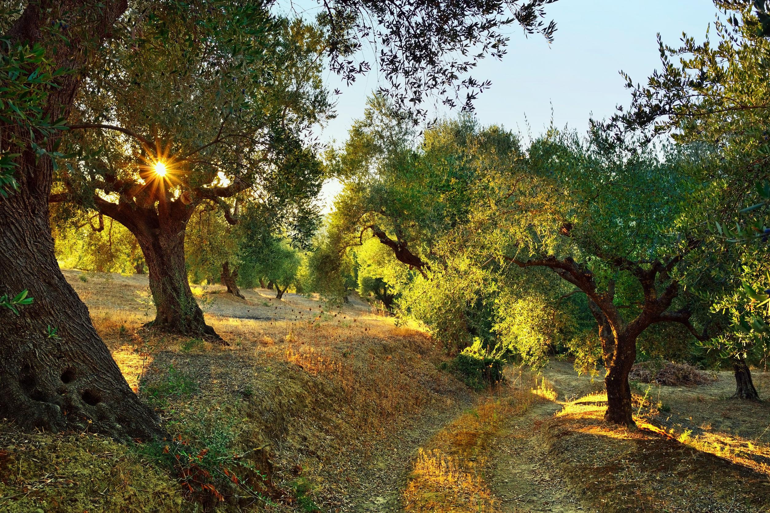 Olive trees in a grove with sunlight filtering through the leaves in a natural setting. - Olive Oil Times