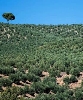 A landscape view of an olive grove featuring rows of olive trees and a single tree on a hilltop. - Olive Oil Times