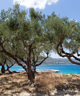 Olive trees with twisted trunks growing near a blue coastal area under a clear sky. - Olive Oil Times
