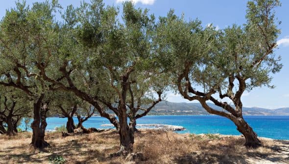 Olive trees with twisted trunks growing near a blue coastal area under a clear sky. - Olive Oil Times