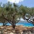 Olive trees with twisted trunks growing near a blue coastal area under a clear sky. - Olive Oil Times
