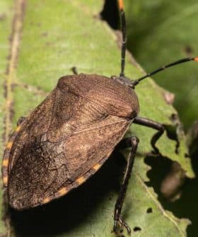 Brown marmorated stink bug resting on a green leaf with visible antennae. - Olive Oil Times