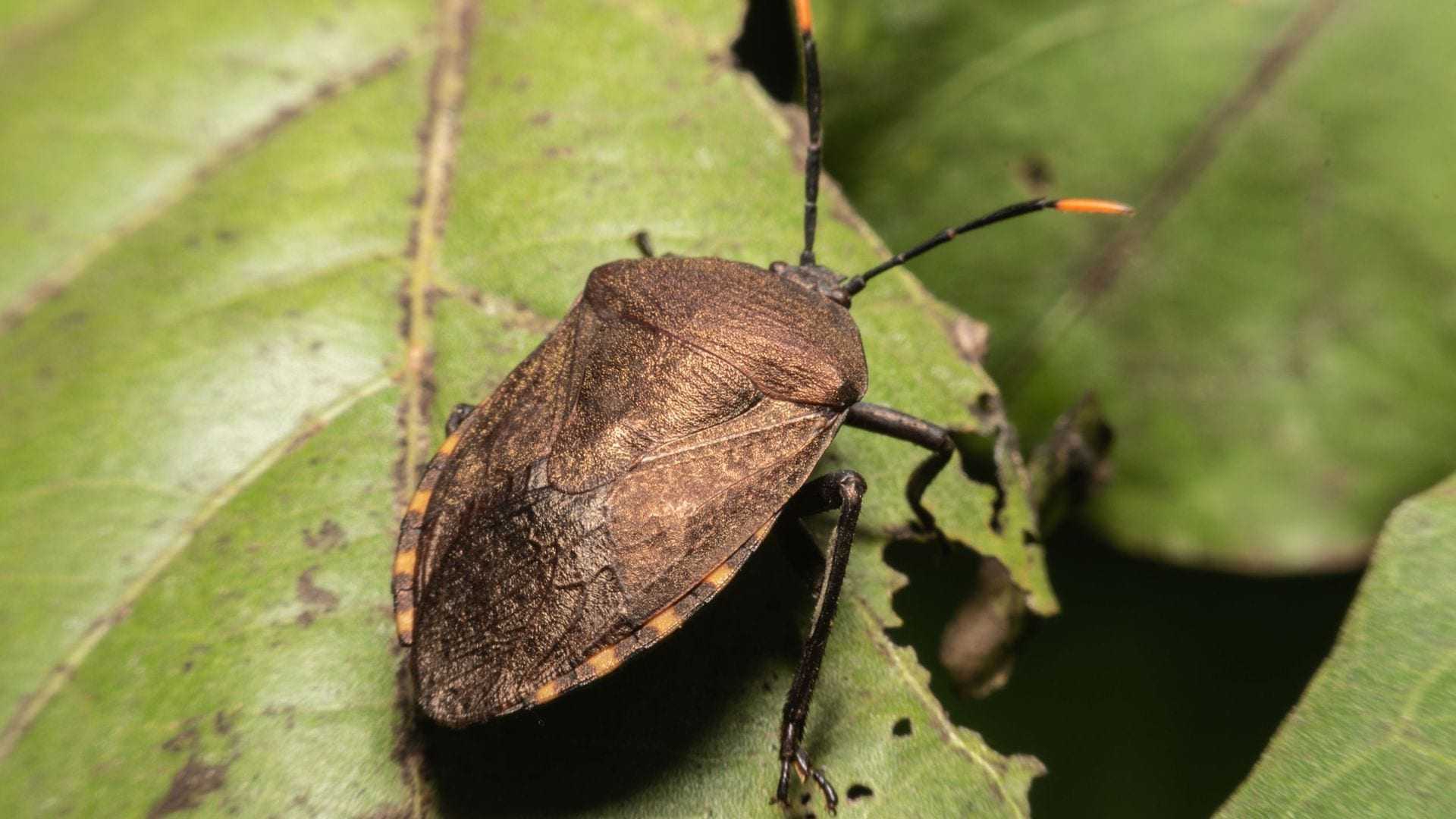 Brown marmorated stink bug resting on a green leaf with visible antennae. - Olive Oil Times