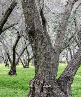 A grove of olive trees with thick trunks and green ground cover in between the trees. - Olive Oil Times