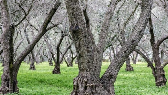 A grove of olive trees with thick trunks and green ground cover in between the trees. - Olive Oil Times
