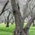A grove of olive trees with thick trunks and green ground cover in between the trees. - Olive Oil Times