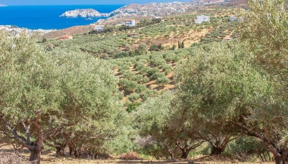 Olive trees growing in a plantation on the hills of Crete with a view of the sea in the background. - Olive Oil Times