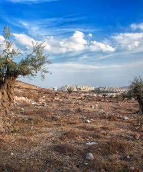 Two olive trees in a dry landscape with a distant view of buildings under a cloudy sky. - Olive Oil Times
