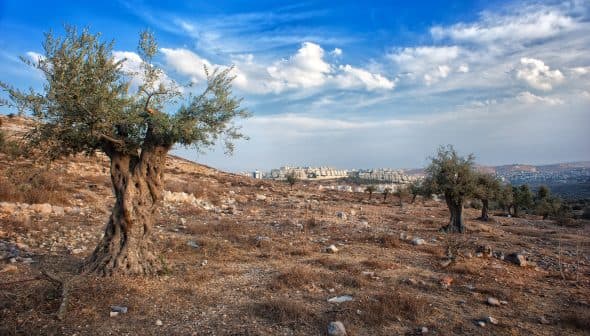 Two olive trees in a dry landscape with a distant view of buildings under a cloudy sky. - Olive Oil Times