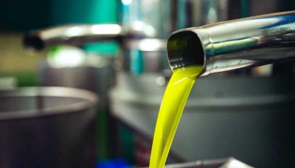 Stream of bright yellow olive oil pouring from a metal spout into a container. - Olive Oil Times
