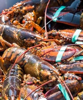 A collection of lobsters with bands on their claws inside a container. - Olive Oil Times
