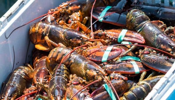 A collection of lobsters with bands on their claws inside a container. - Olive Oil Times