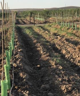 Rows of young plants supported by stakes in a vineyard field with tilled soil. - Olive Oil Times