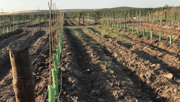 Rows of young plants supported by stakes in a vineyard field with tilled soil. - Olive Oil Times