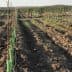 Rows of young plants supported by stakes in a vineyard field with tilled soil. - Olive Oil Times