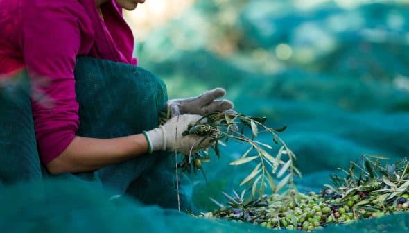 Person wearing gloves harvesting olives from a branch while seated on a green net. - Olive Oil Times