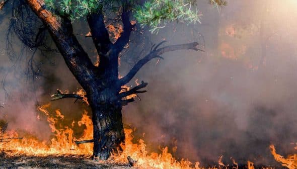 A tree engulfed in flames during a wildfire, with smoke rising in the background. - Olive Oil Times