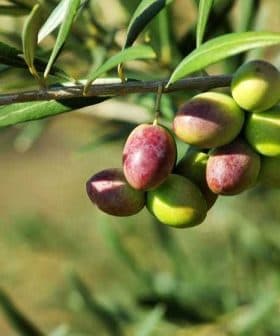 A close-up of an olive branch featuring clusters of green and ripe olives. - Olive Oil Times