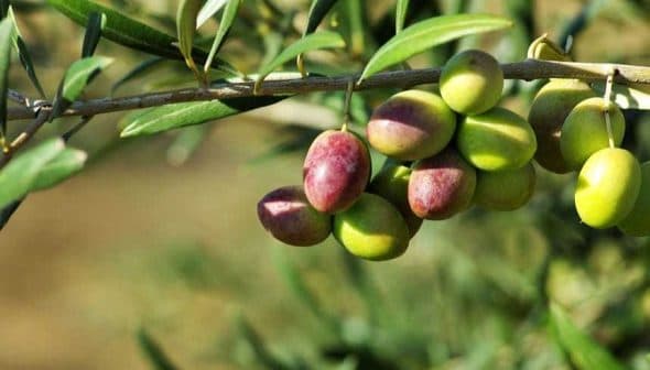 A close-up of an olive branch featuring clusters of green and ripe olives. - Olive Oil Times
