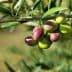 A close-up of an olive branch featuring clusters of green and ripe olives. - Olive Oil Times