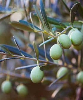 A close-up of green olives growing on a branch of an olive tree with leaves. - Olive Oil Times