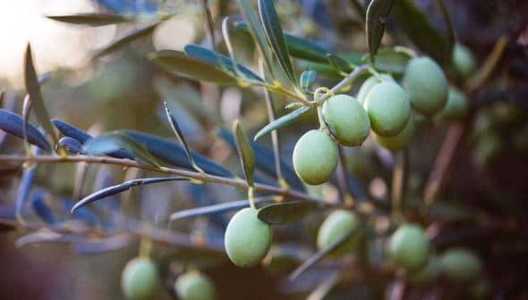 A close-up of green olives growing on a branch of an olive tree with leaves. - Olive Oil Times