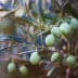 A close-up of green olives growing on a branch of an olive tree with leaves. - Olive Oil Times