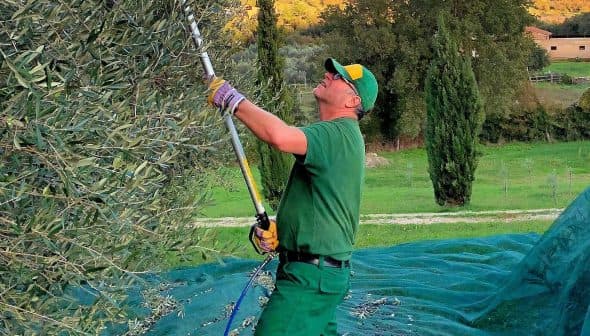 Man in green clothing using a pole pruner to harvest olives from a tree. - Olive Oil Times
