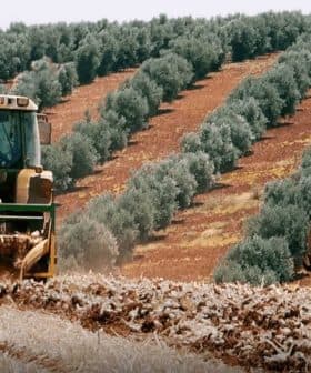 A tractor plowing soil in an olive grove with a person observing nearby. - Olive Oil Times