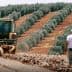 A tractor plowing soil in an olive grove with a person observing nearby. - Olive Oil Times