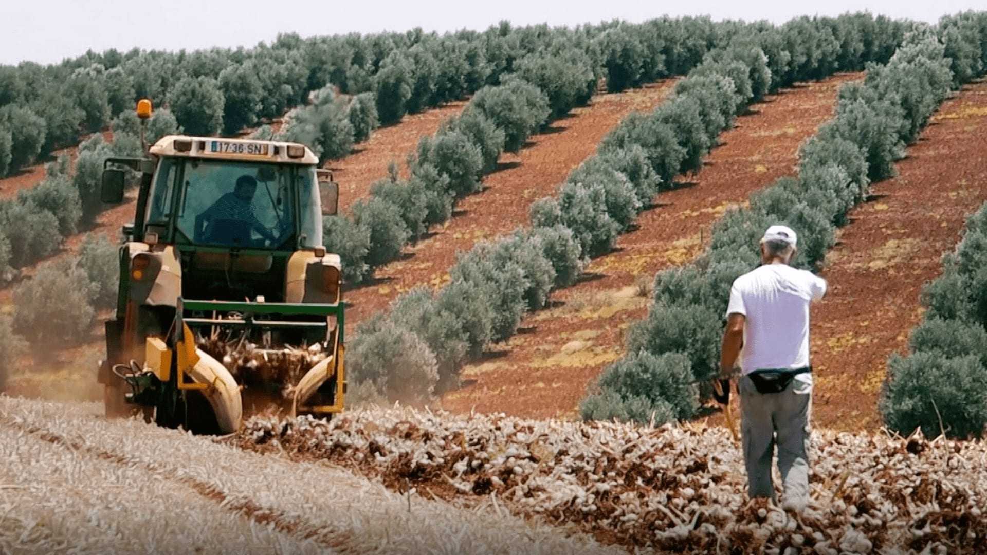 A tractor plowing soil in an olive grove with a person observing nearby. - Olive Oil Times