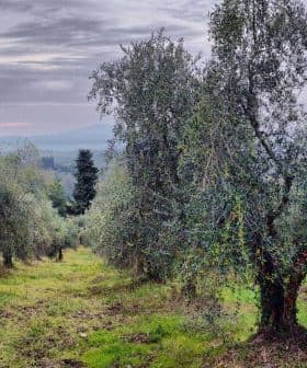 Panoramic view of an olive grove with several olive trees in a field. - Olive Oil Times